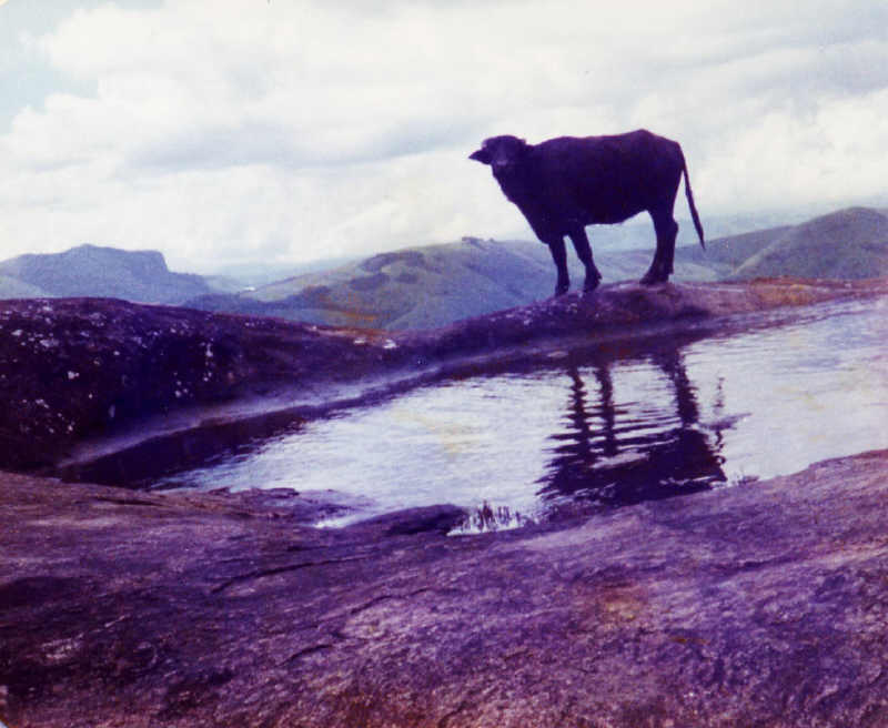 Der Wasserbüffel flüchtet